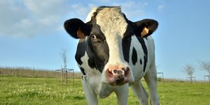 گاوی که با خوردن انجیر خشک دو قلو زایید