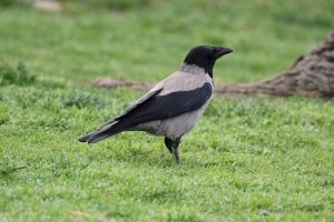 کلاغی که با خوردن فندق حرف میزند