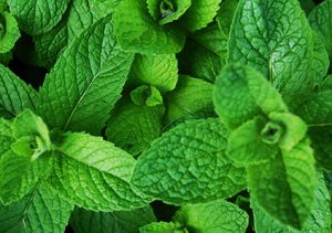 توسعه تجارت نعناع در کشمیر افزایش یافت