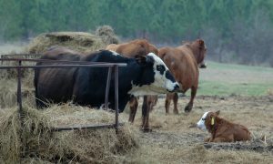 خوراک دام سبک که خوراک سپ های وحشی شد