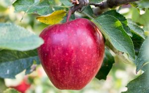 سیب قرمز در شمال که متعلق به زمان آدم و حوا بوده و توسط کریستف کلمپ کشف شده است