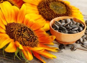 معرفی تخمه آفتابگردان اردبیل + بهترین قیمت خرید