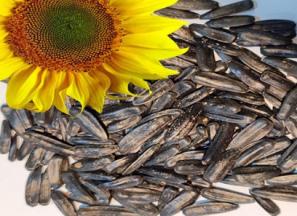 خرید تخمه آفتابگردان شمشیری با قیمت استثنایی