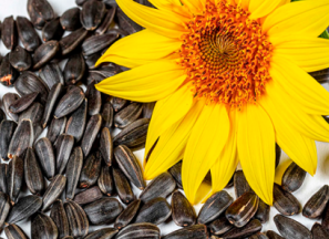 قیمت تخمه آفتابگردان فله ای + پخش تولیدی عمده کارخانه