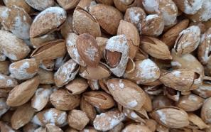 خرید و قیمت روز بادام درختی نمکی