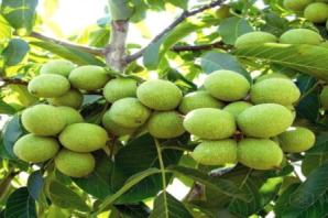 خرید و قیمت انواع گردو اسراییلی خوشه ای